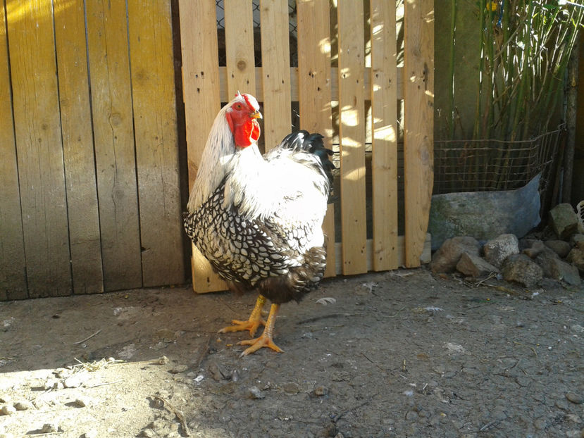  - 1 - MATCĂ II 2024 -