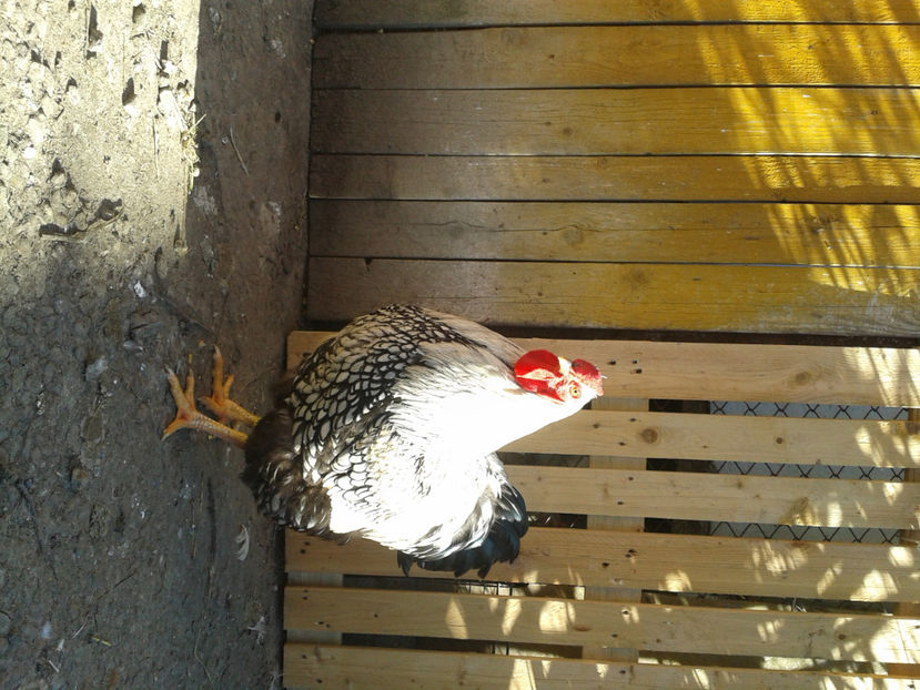  - 1 - MATCĂ II 2024 -