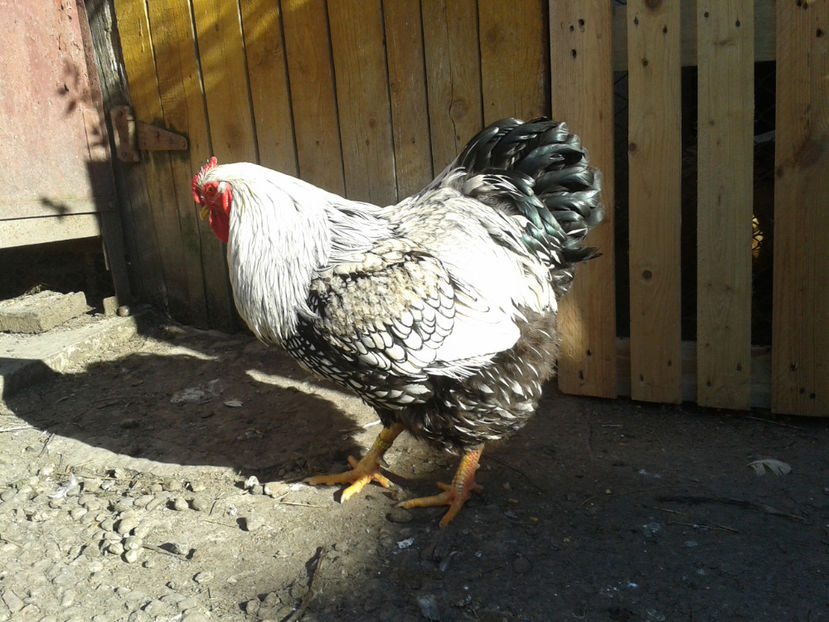  - 1 - MATCĂ II 2024 -