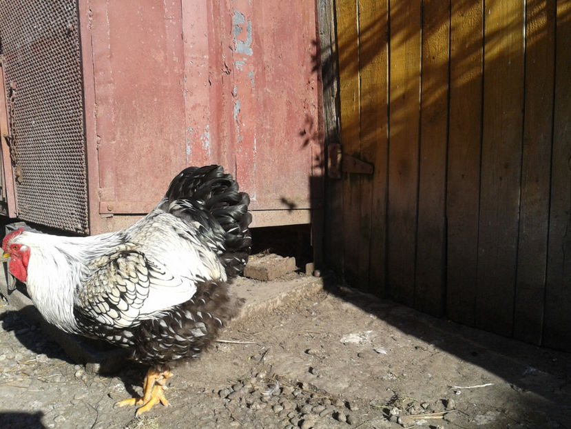  - 1 - MATCĂ II 2024 -