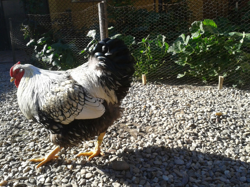  - 1 - MATCĂ II 2024 -