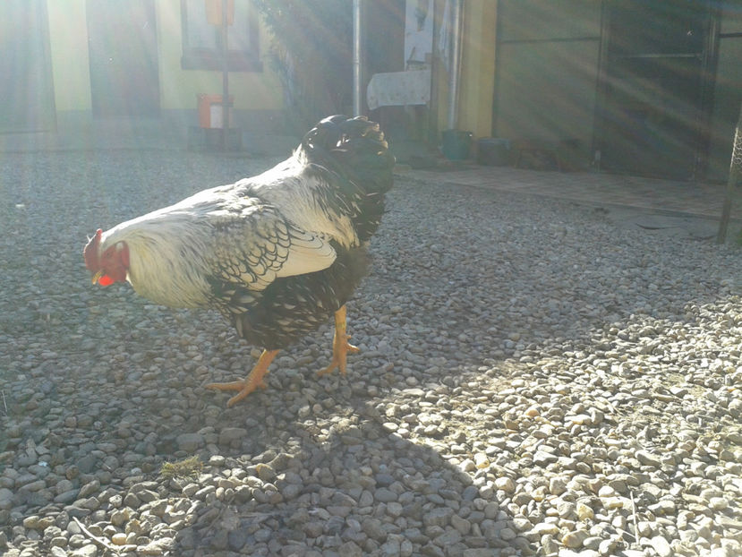  - 1 - MATCĂ II 2024 -