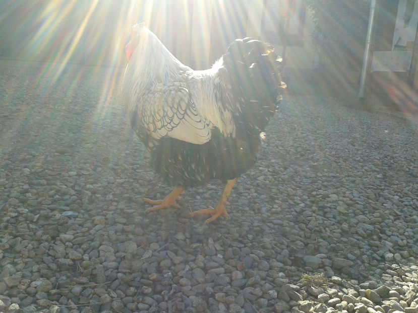  - 1 - MATCĂ II 2024 -