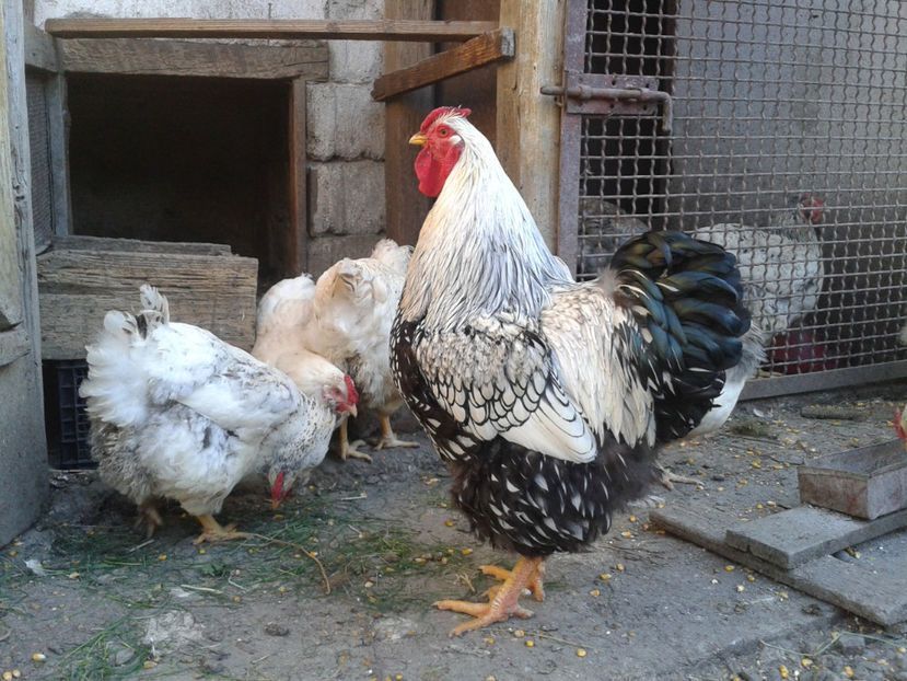  - 1 - MATCĂ II 2024 -