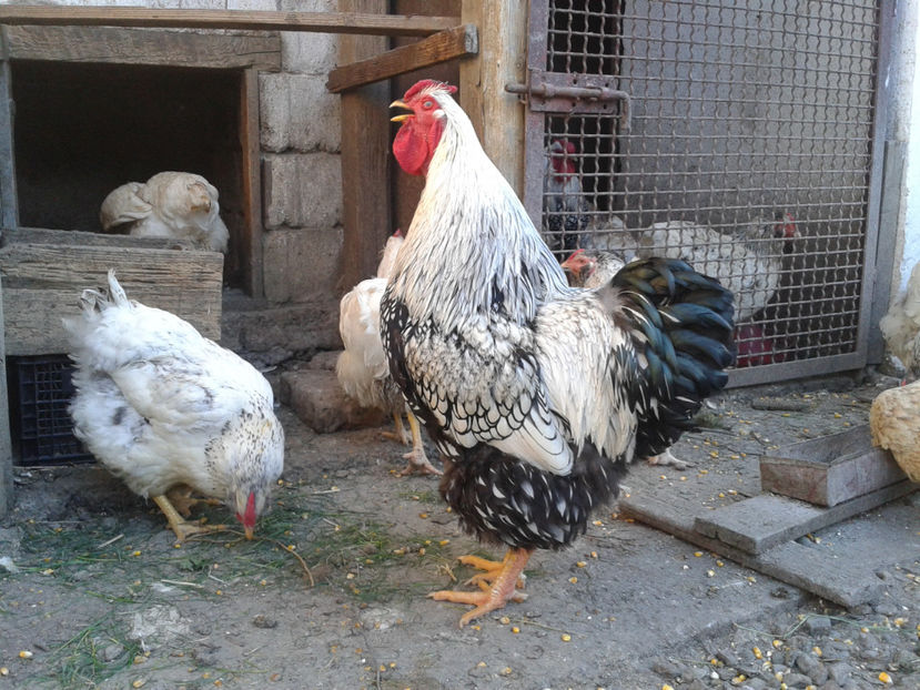  - 1 - MATCĂ II 2024 -