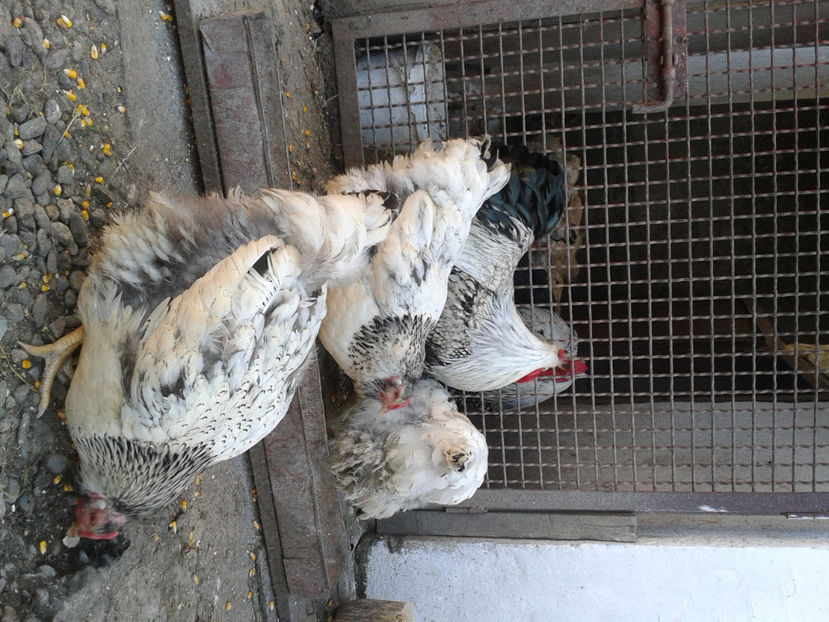  - 1 - MATCĂ II 2024 -