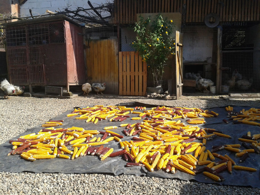  - 1 - MATCĂ II 2024 -