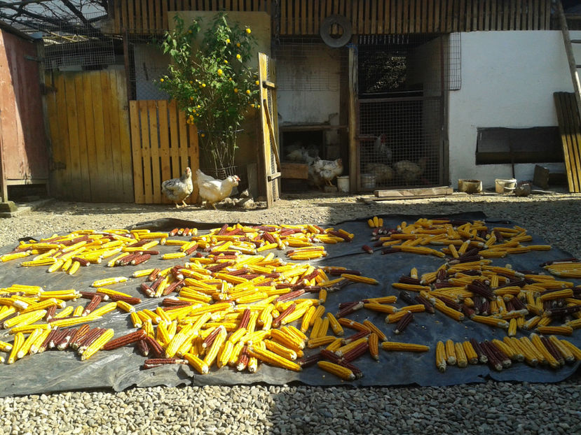  - 1 - MATCĂ II 2024 -