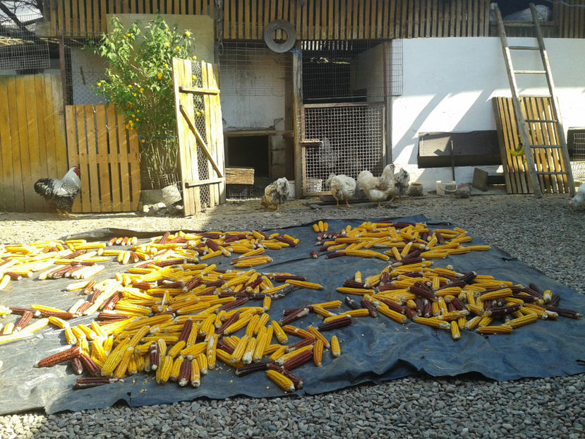  - 1 - MATCĂ II 2024 -