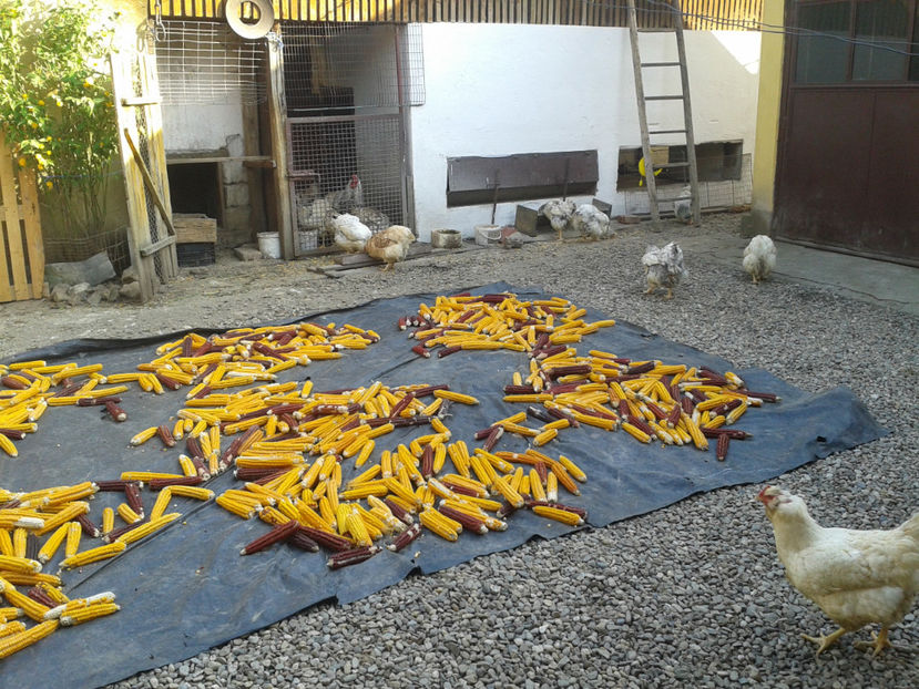  - 1 - MATCĂ II 2024 -