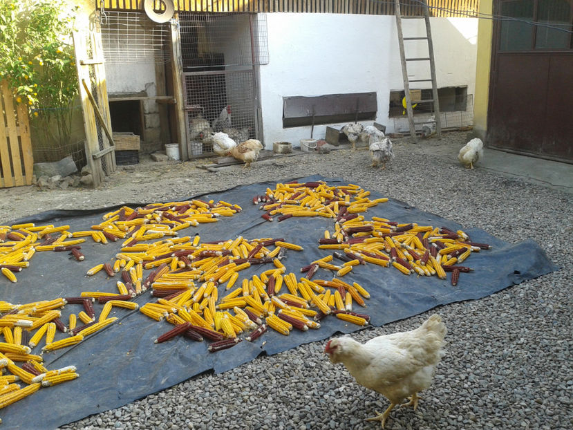  - 1 - MATCĂ II 2024 -