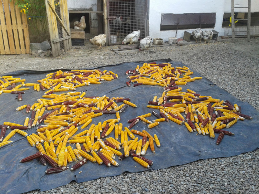  - 1 - MATCĂ II 2024 -