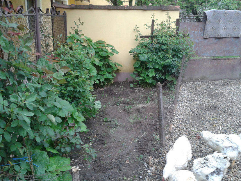  - 1 - MATCĂ II 2024 -