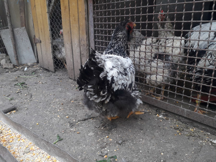  - 1 - Pui tarați SERIA III 2023 studiu defecte -