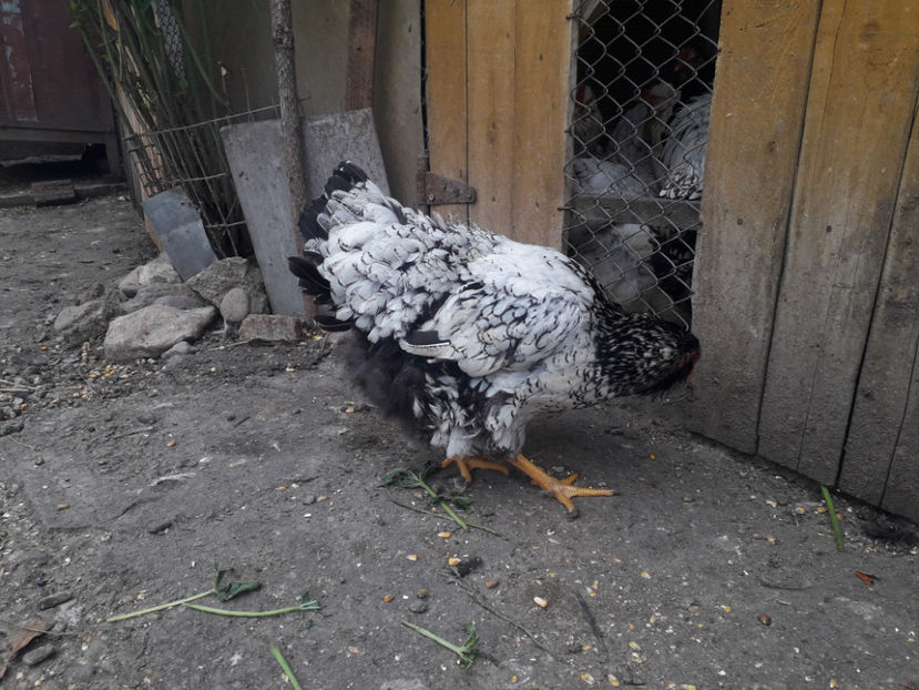  - 1 - Pui tarați SERIA III 2023 studiu defecte -