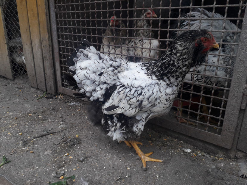  - 1 - Pui tarați SERIA III 2023 studiu defecte -