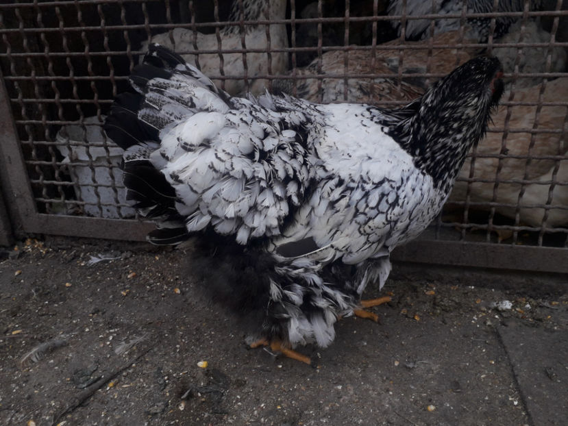  - 1 - Pui tarați SERIA III 2023 studiu defecte -