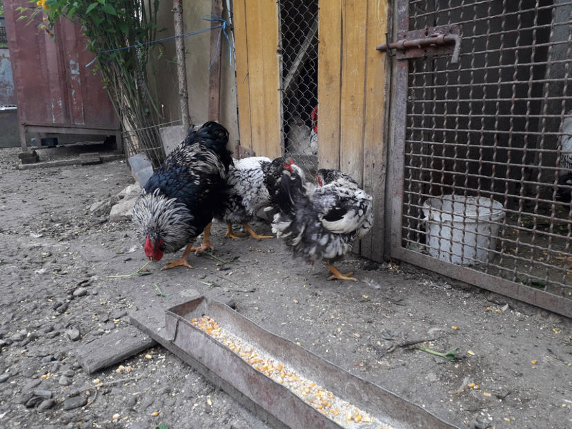  - 1 - Pui tarați SERIA III 2023 studiu defecte -