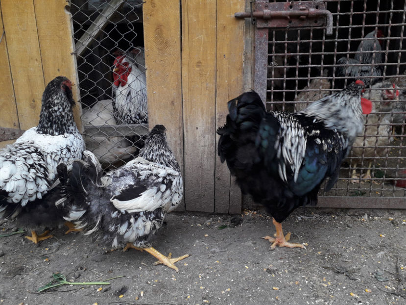  - 1 - Pui tarați SERIA III 2023 studiu defecte -