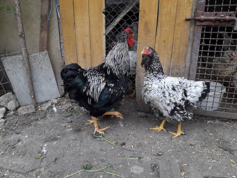  - 1 - Pui tarați SERIA III 2023 studiu defecte -