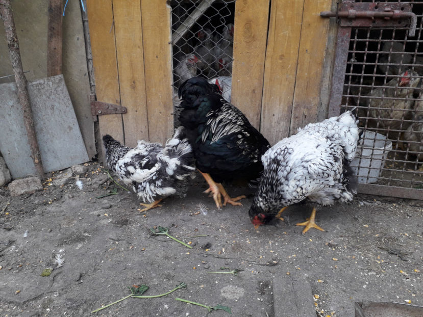  - 1 - Pui tarați SERIA III 2023 studiu defecte -