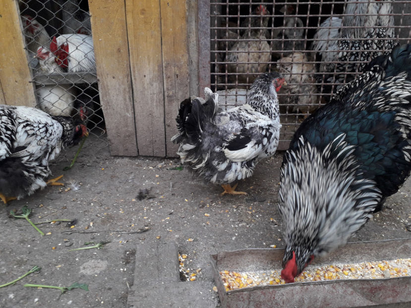  - 1 - Pui tarați SERIA III 2023 studiu defecte -