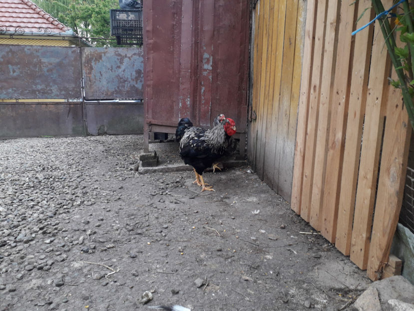  - 1 - Pui tarați SERIA III 2023 studiu defecte -