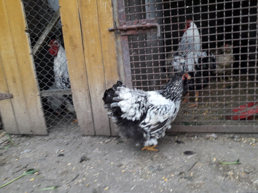  - 1 - Pui tarați SERIA III 2023 studiu defecte -