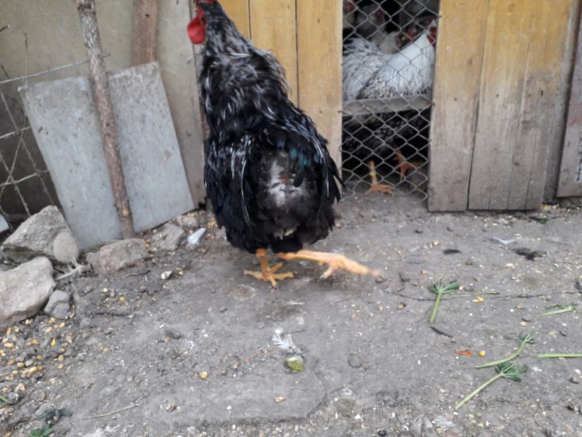  - 1 - Pui tarați SERIA III 2023 studiu defecte -