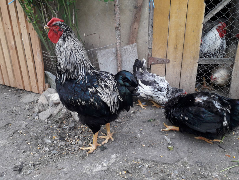  - 1 - Pui tarați SERIA III 2023 studiu defecte -