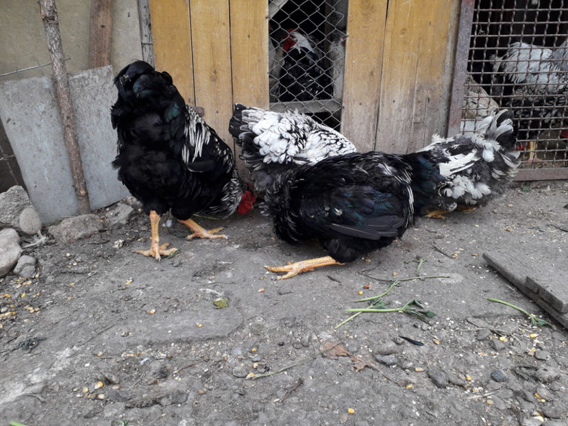  - 1 - Pui tarați SERIA III 2023 studiu defecte -