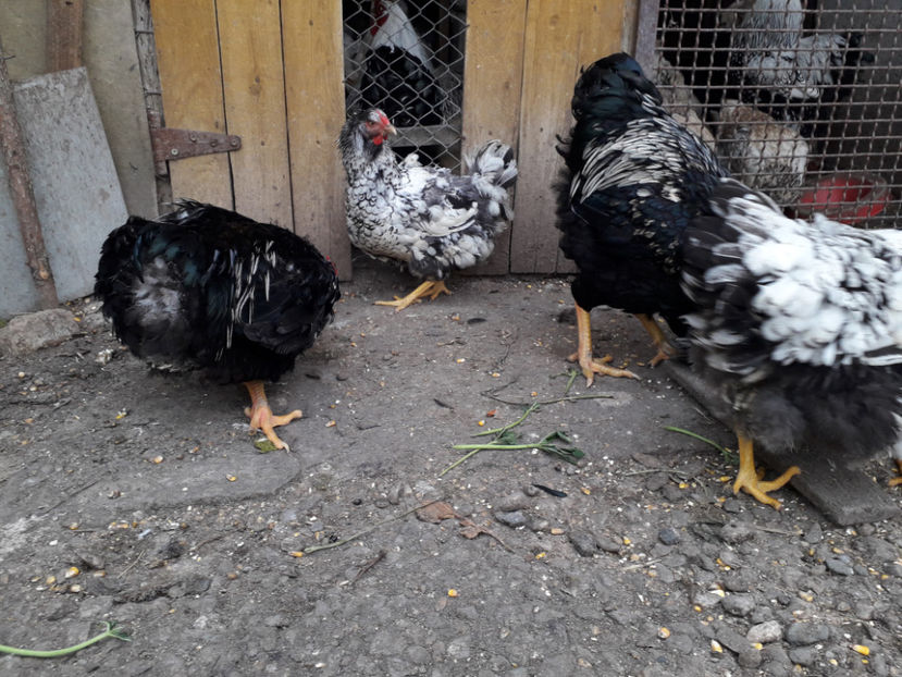  - 1 - Pui tarați SERIA III 2023 studiu defecte -