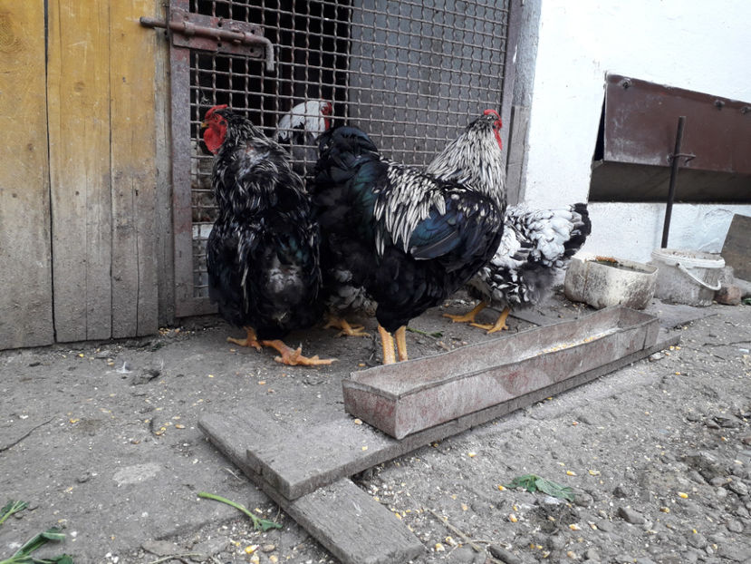  - 1 - Pui tarați SERIA III 2023 studiu defecte -