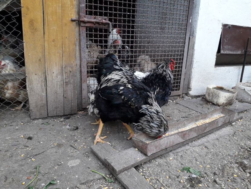  - 1 - Pui tarați SERIA III 2023 studiu defecte -