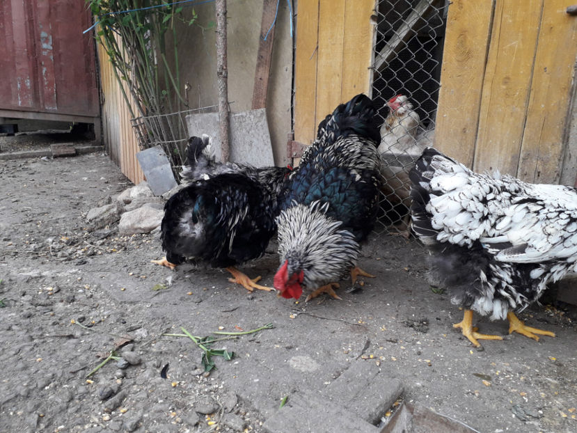  - 1 - Pui tarați SERIA III 2023 studiu defecte -