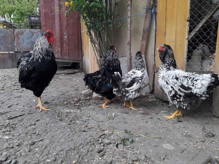  - 1 - Pui tarați SERIA III 2023 studiu defecte -