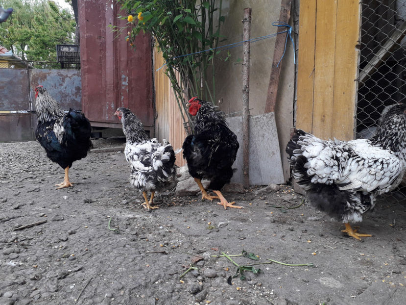  - 1 - Pui tarați SERIA III 2023 studiu defecte -