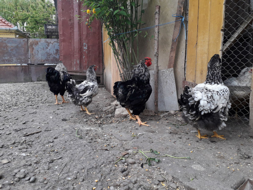  - 1 - Pui tarați SERIA III 2023 studiu defecte -