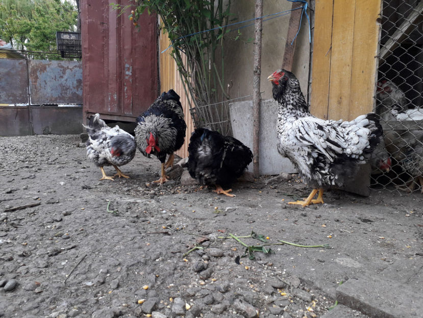  - 1 - Pui tarați SERIA III 2023 studiu defecte -