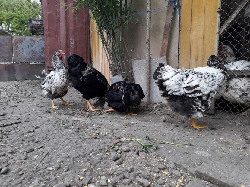  - 1 - Pui tarați SERIA III 2023 studiu defecte -