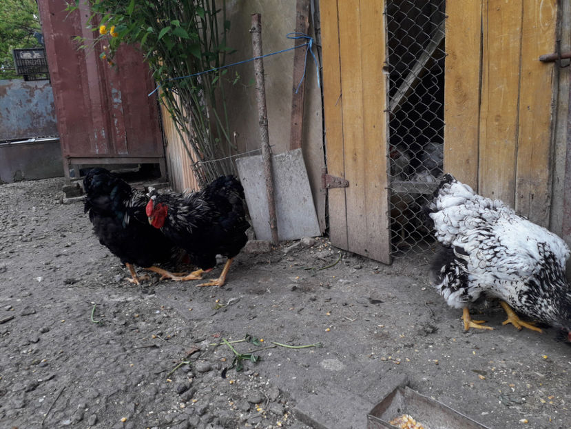  - 1 - Pui tarați SERIA III 2023 studiu defecte -