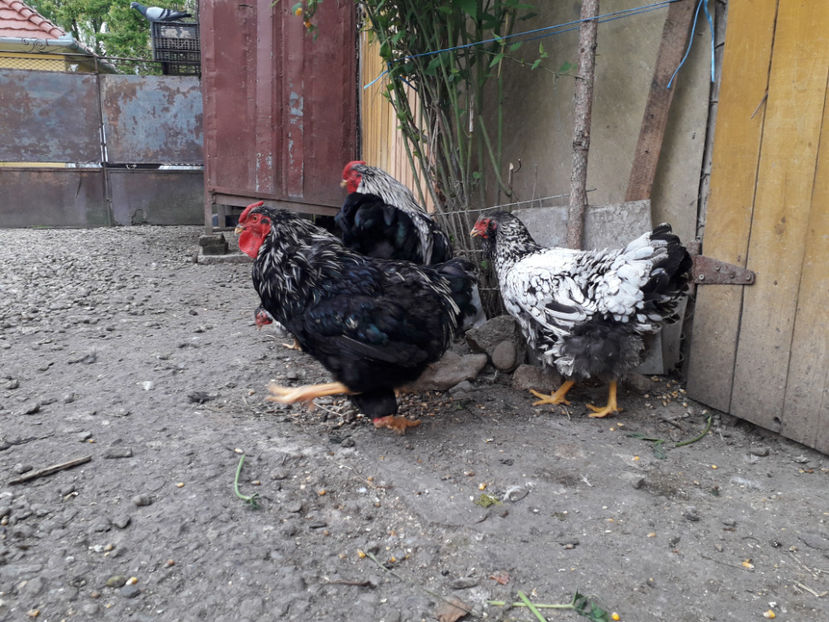  - 1 - Pui tarați SERIA III 2023 studiu defecte -