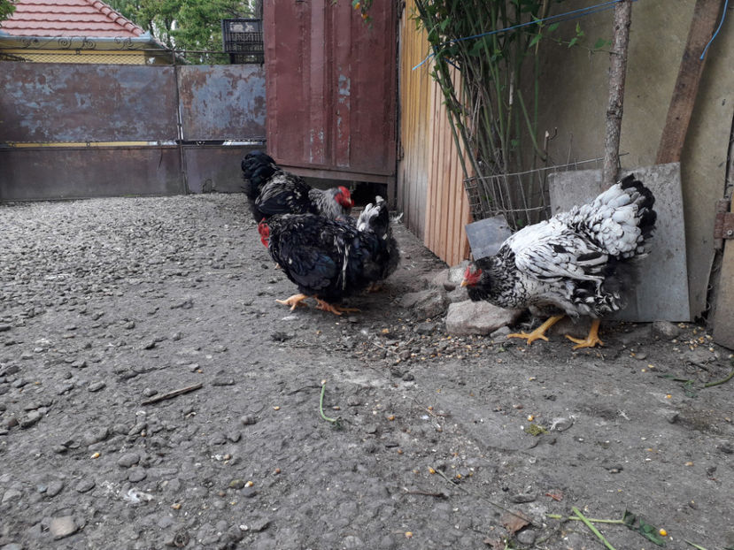  - 1 - Pui tarați SERIA III 2023 studiu defecte -