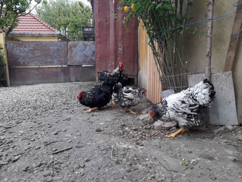  - 1 - Pui tarați SERIA III 2023 studiu defecte -