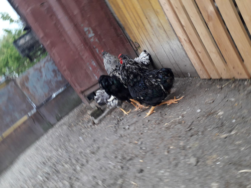  - 2 - Pui tarați SERIA III 2023 studiu defecte -