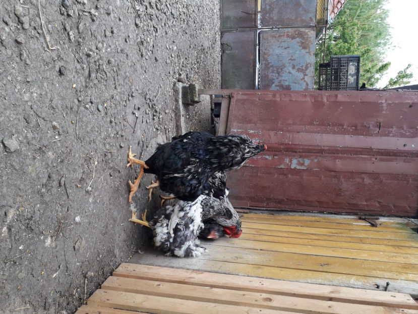  - 2 - Pui tarați SERIA III 2023 studiu defecte -