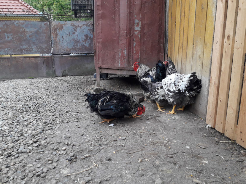  - 2 - Pui tarați SERIA III 2023 studiu defecte -