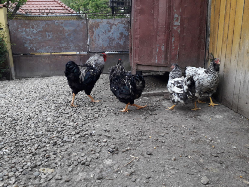  - 2 - Pui tarați SERIA III 2023 studiu defecte -