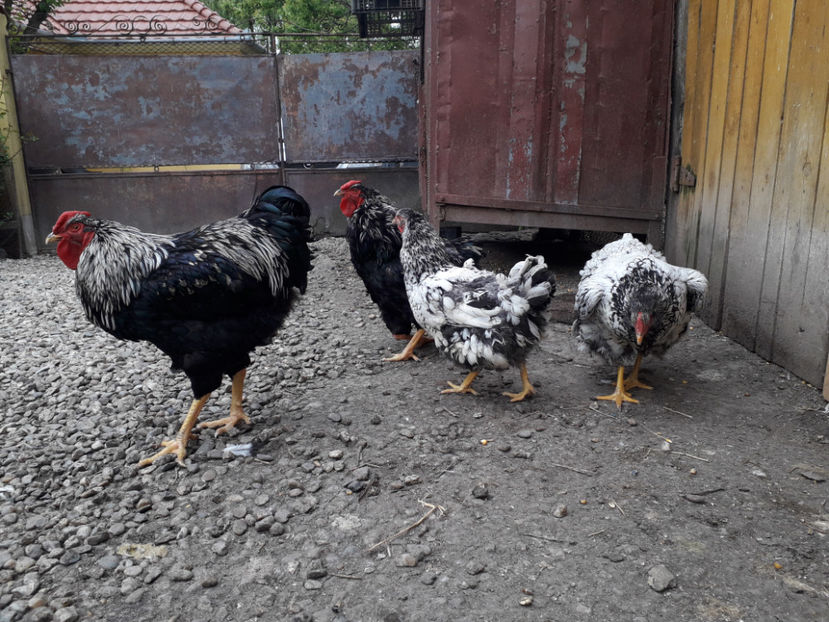  - 2 - Pui tarați SERIA III 2023 studiu defecte -