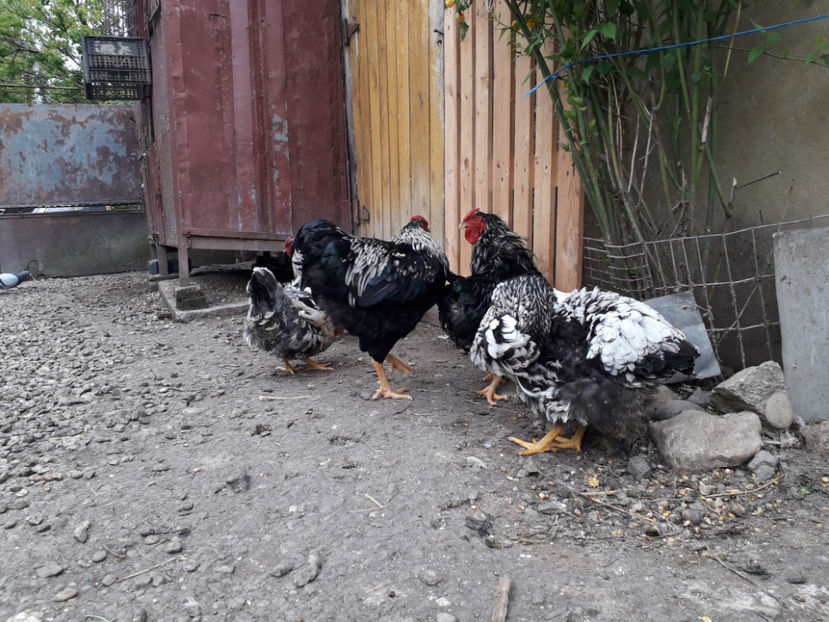  - 2 - Pui tarați SERIA III 2023 studiu defecte -